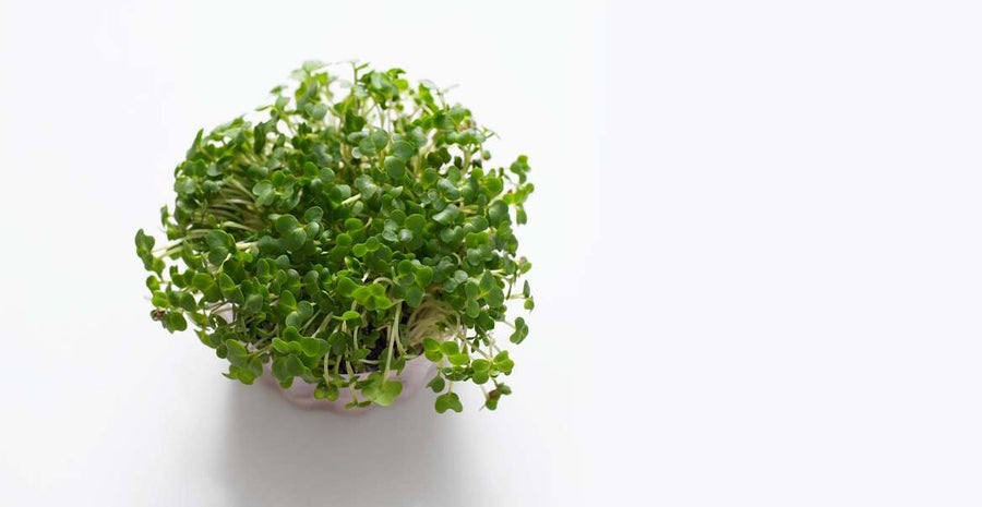 Grow your own: Cress